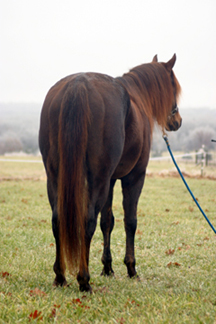 Prince rear